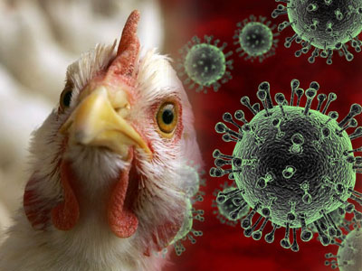 Αιγύπτια πέθανε από το στέλεχος H5N1 της γρίπης των πτηνών
