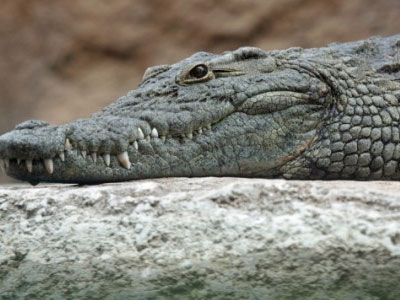 Συσκέπτονται για το… μέλλον του Σήφη