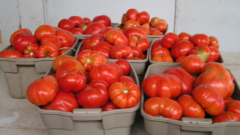 Δέσμευση 6 τόνων ντομάτας χωρίς ταυτότητα