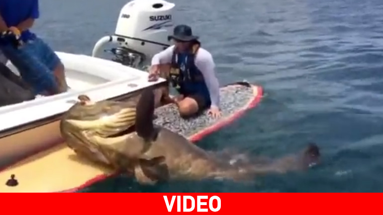 Φλόριντα: Πάλεψε με ροφό… τέρας!