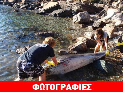 Νεκρό δελφίνι εντοπίστηκε στη Σάμο
