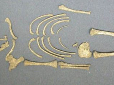 Δέμα με ανθρώπινα λείψανα κυρίως μωρών βρέθηκε στην Ταϊλάνδη