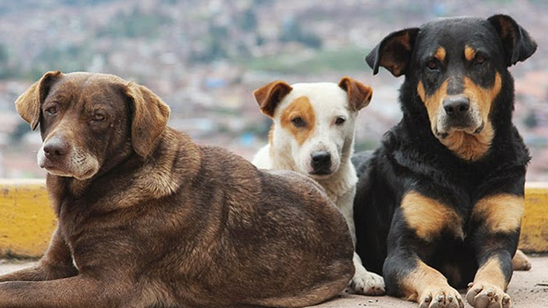 Νέο καταφύγιο για αδέσποτα στην Αλεξανδρούπολη