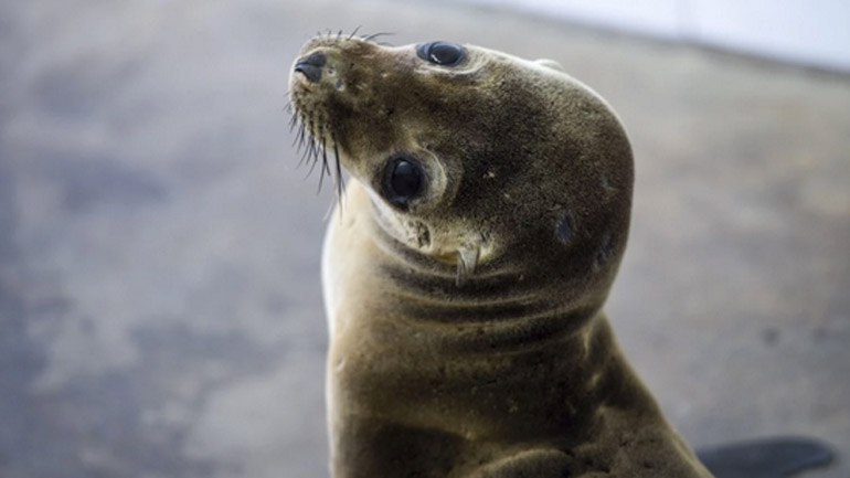 ΗΠΑ: Χιλιάδες θαλάσσια λιοντάρια εξόκειλαν λόγω έλλειψης τροφής