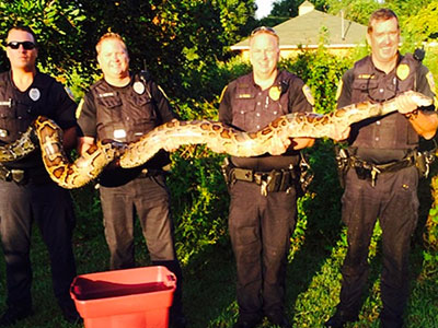 Πανικός από τις βόλτες ενός… πύθωνα σε γειτονιά της Φλόριντα