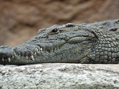 Άπιαστος ο Σήφης