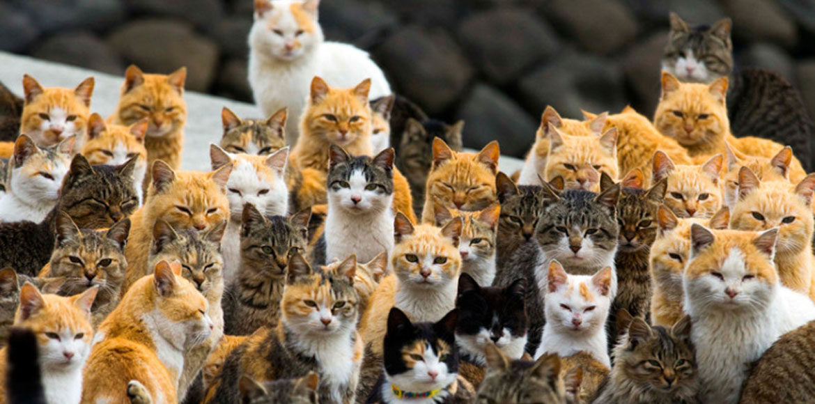 Η αυτοκρατορία των γάτων