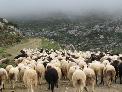 Στα 6,5 εκατ. ευρώ οι αποζημιώσεις προς κτηνοτρόφους