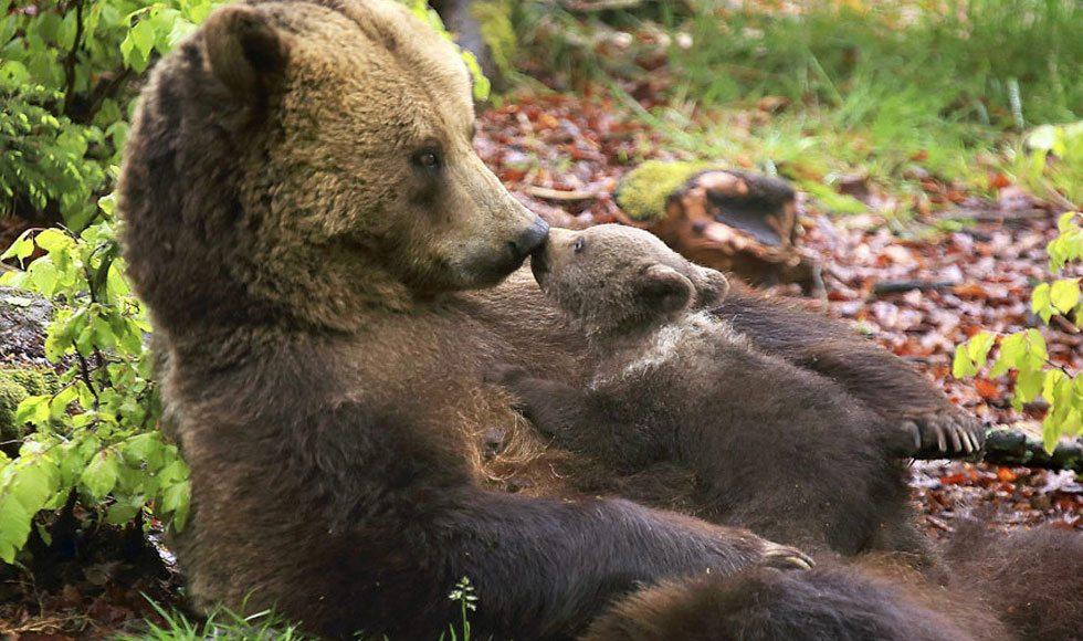 Μητρικό ένστικτο
