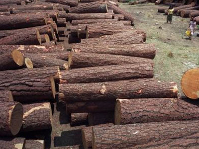 Βρέθηκαν 30 τόνοι παράνομη ξυλεία στην Ηλεία