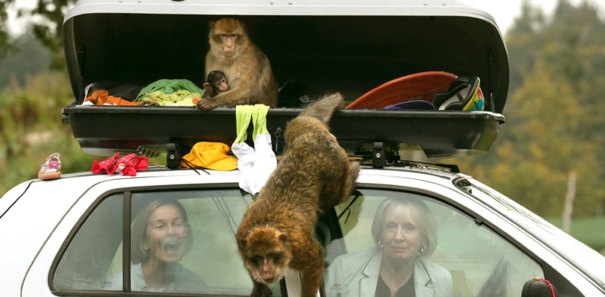 Απρόσκλητοι επισκέπτες