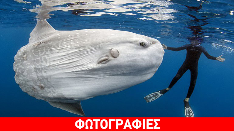 Ψάρι-γίγαντας στη θάλασσα της Καλιφόρνια