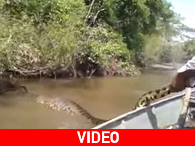 Έπιασε το ανακόντα από την ουρά! Έπιασε το ανακόντα από την ουρά!