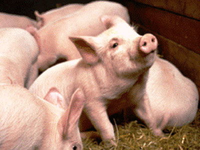 Κρούσματα πανώλης στην Πολωνία