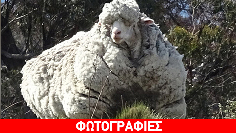 Κινδύνευε η ζωή του από… το πολύ μαλλί!