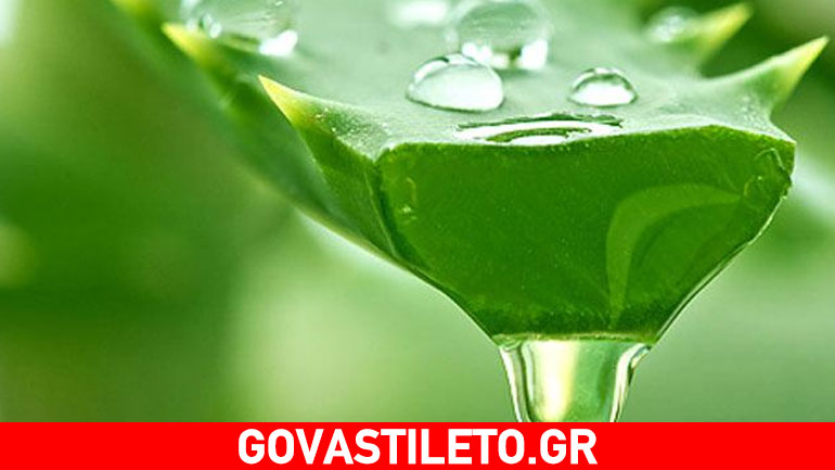 Αλόη, το ιαματικό «φυτό της αθανασίας»