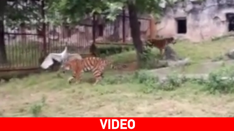 Τίγρεις Vs Γερανού: Ποιος κερδίζει;