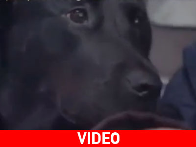 Το λαμπραντόρ που μπαίνει στο λεωφορείο μόνο του για να πάει στο πάρκο!