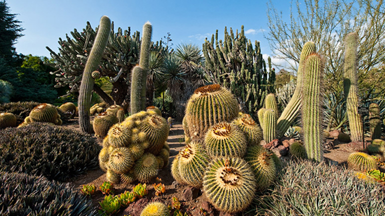 Υπό εξαφάνιση το 1/3 των κάκτων της Γης