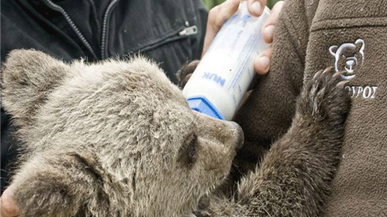 Ταξιδέψτε με τα παιδιά σας στον Αρκτούρο τώρα που ξυπνούν οι αρκούδες