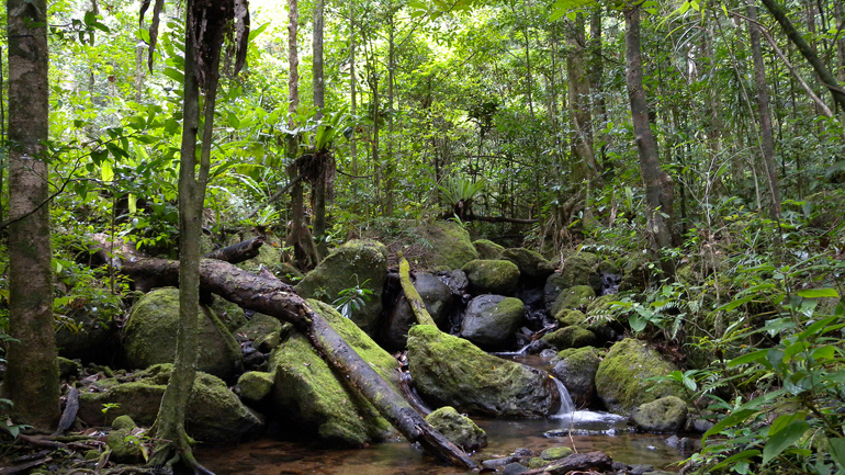 Ένα βήμα μπροστά για την προστασία των τροπικών δασών
