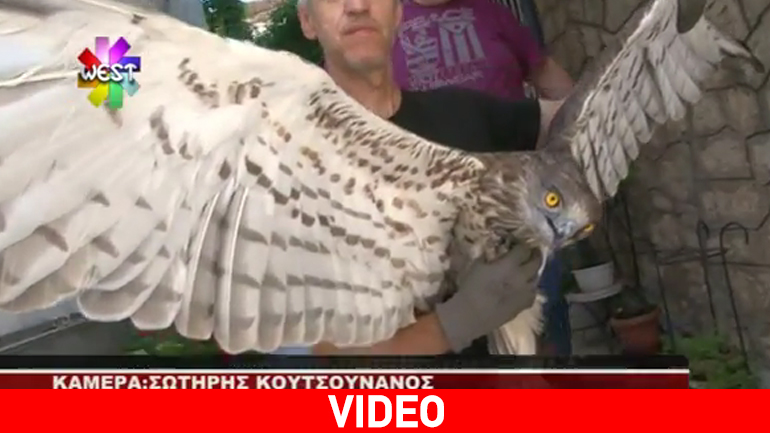 Κοζάνη: Εντοπίστηκε τραυματισμένος φιδαετός
