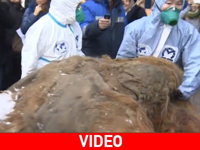 Στο φως «άθικτο» γιγαντιαίο μαμούθ Στο φως «άθικτο» γιγαντιαίο μαμούθ