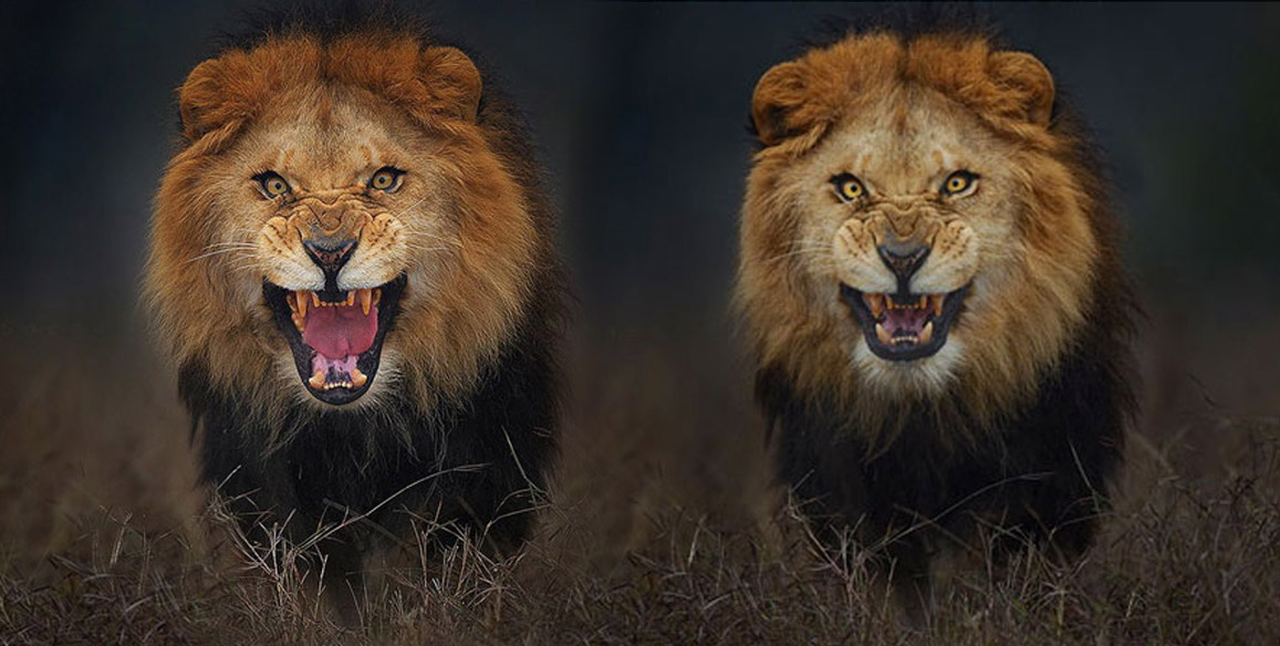 Ο βασιλιάς των ζώων έδειξε τα δόντια του