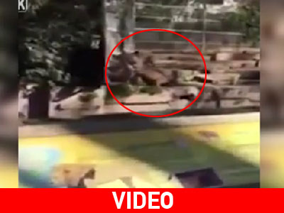 Έπεσε σε «λάκκο» με λιοντάρια!