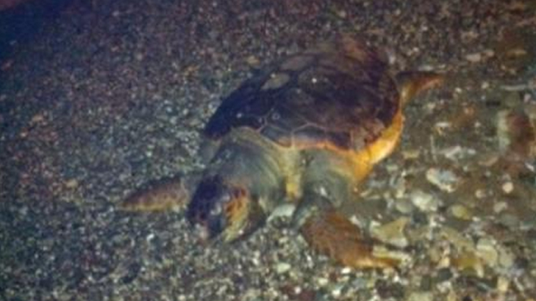 Καρέτα-καρέτα εκβράστηκε νεκρή στην περιοχή της Πλαζ στην Πάτρα