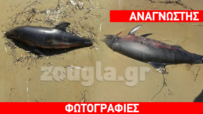 Ακρωτηριασμένα δελφίνια στην Κυλλήνη