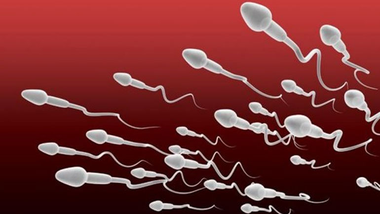 Πώς διασφαλίζεται η συνεχής παραγωγή σπερματοζωαρίων