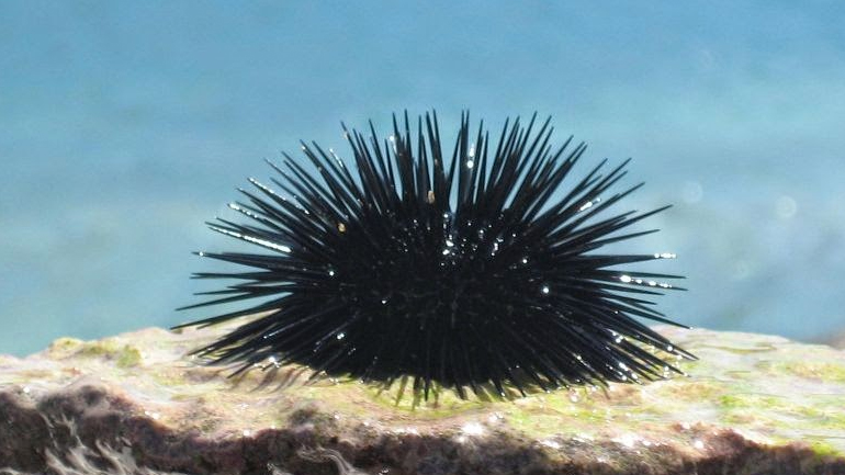 Κατάσχεση ακατάλληλων για κατανάλωση αχινών στον Πειραιά