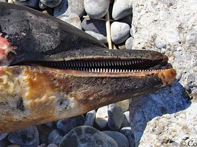 Νεκρό δελφίνι στη Σκόπελο