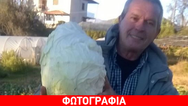 Απίστευτο: Έβγαλε από τον κήπο του λάχανο 11,5 κιλών!