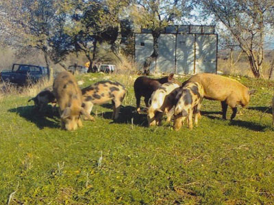 Πουά… αγριογούρουνα στα δάση της Μακεδονίας