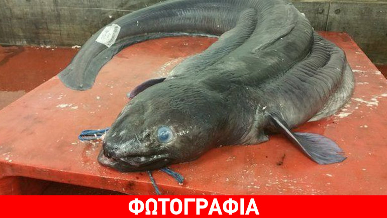 Χέλι-γίγας πιάστηκε στο Ντέβον της Βρετανίας