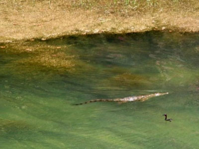 Σήφης… τέλος: Επανέρχεται ο κροκοδειλάκιας!