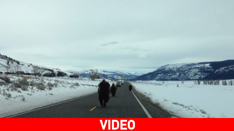 Η… επέλαση των βουβαλιών!