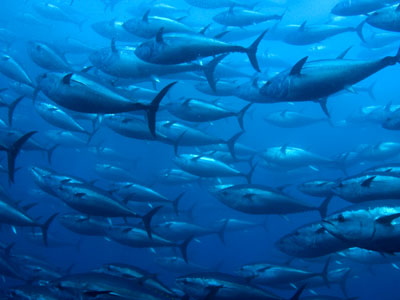 Μειώνεται η ποσόστωση αλιείας σε Ελλάδα και άλλες 9 χώρες