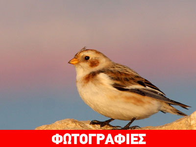 Απρόσμενος επισκέπτης από τη Σκανδιναβία στο Δέλτα του Αξιού!