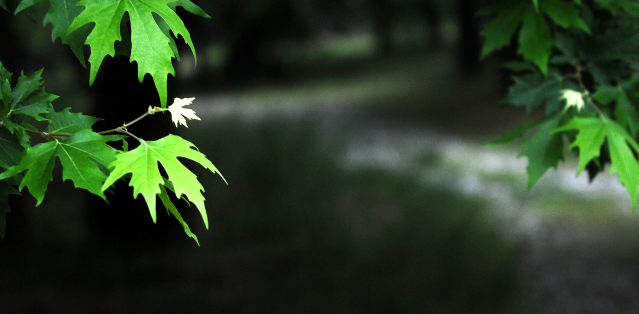 Ημέρα Περιβάλλοντος