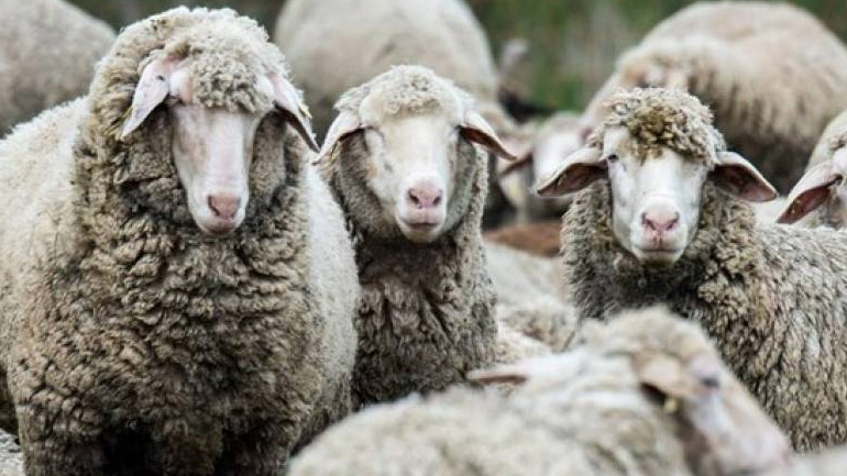 Πρόληψη ενόψει καλοκαιριού για τον καταρροϊκό πυρετό