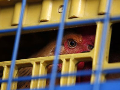 Συναγερμός από τον εντοπισμό στελέχους του ιού της γρίπης των πουλερικών Συναγερμός από τον εντοπισμό στελέχους του ιού της γρίπης των πουλερικών