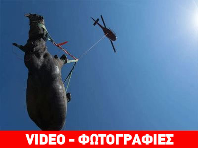 Διακομιδή ρινόκερου με… ελικόπτερο