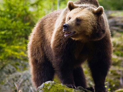 «Έφοδος» αρκούδας στην πόλη της Πτολεμαΐδας