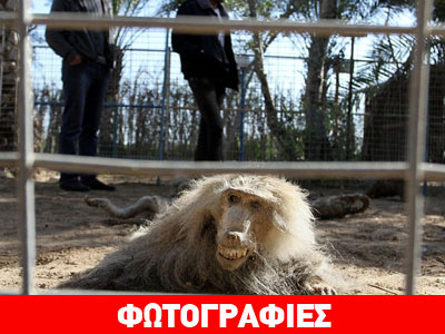 Εικόνες φρίκης σε ζωολογικό κήπο