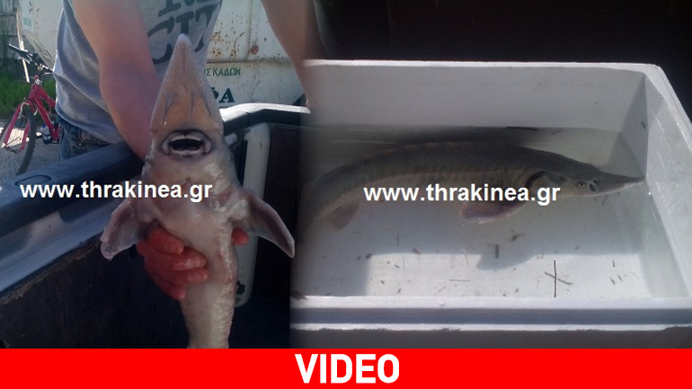 Έπιασε οξύρρυγχο στα δίχτυα του!