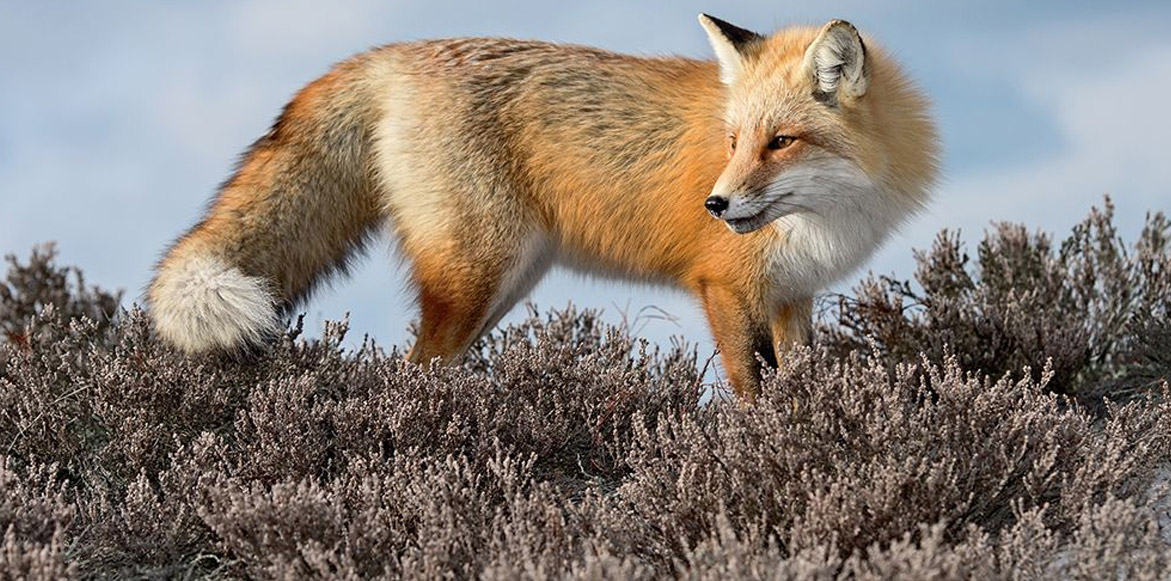 Ο φανταστικός κ. Fox