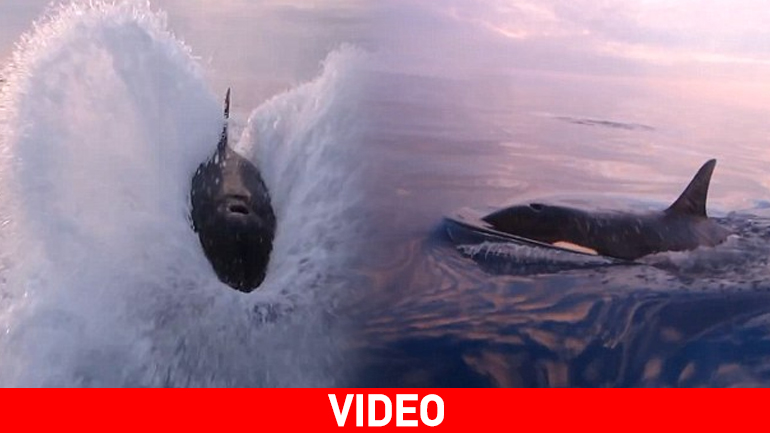 Κοπάδι με όρκες τους… πήρε στο κυνήγι!